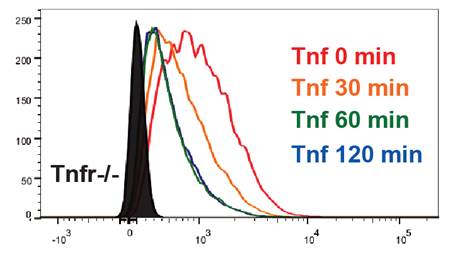 TNF RI/TNFRSF1A Antibody - BSA Free NBP1-97453