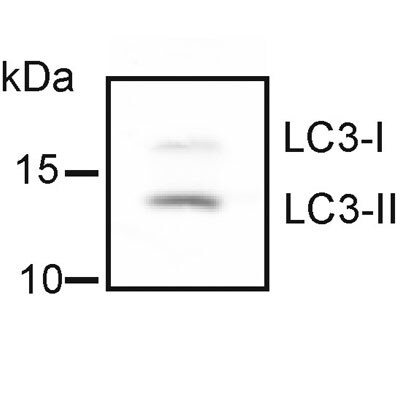 LC3B Antibody - BSA Free NB100-2220
