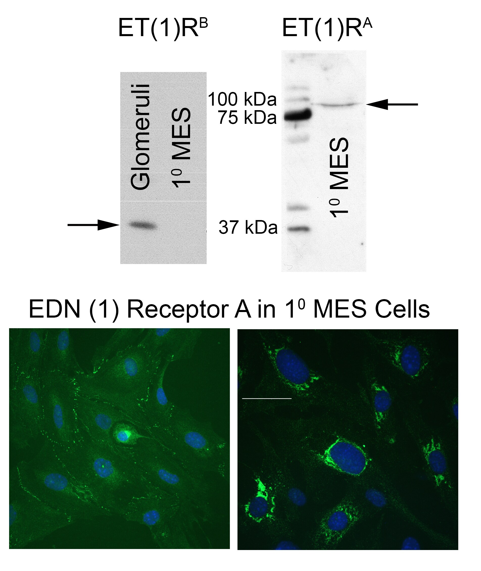 EDNRA/Endothelin R Type A Antibody - Azide and BSA Free NB600-836