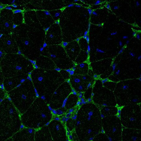 delta-Sarcoglycan Antibody (3G10) - Azide and BSA Free H00006444-M01-100ug