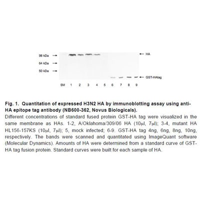 HA Tag Antibody - BSA Free NB600-362
