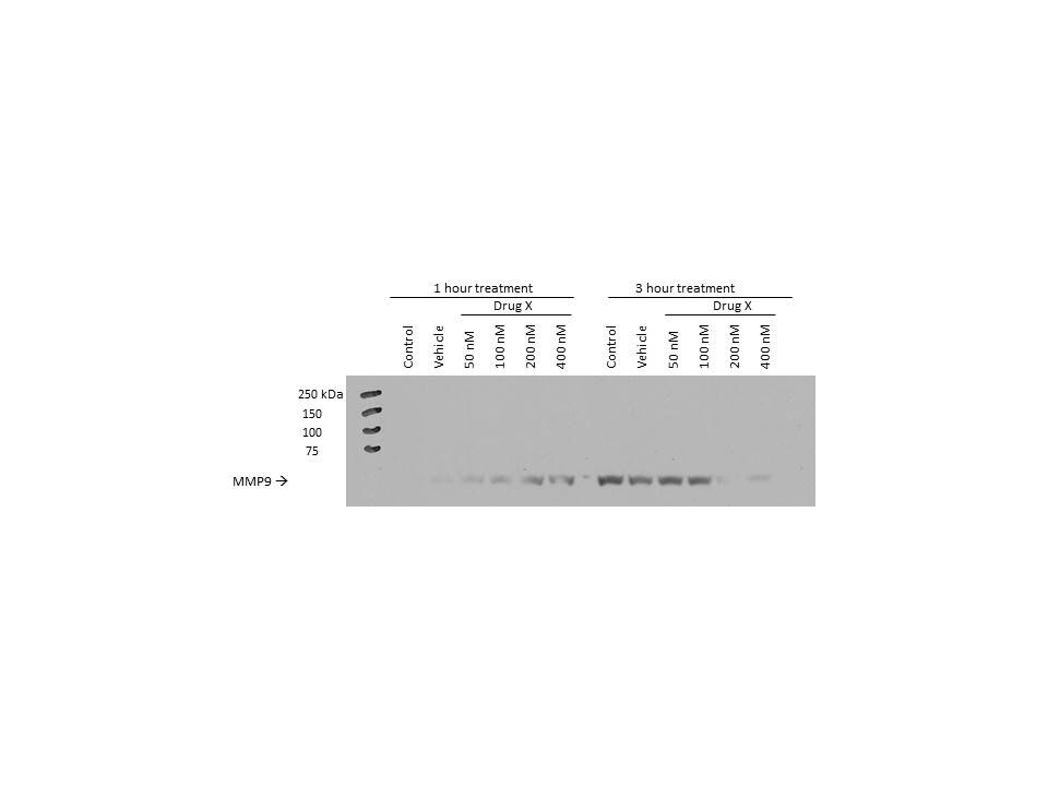 MMP-9 Antibody (4A3) - BSA Free NBP2-13173