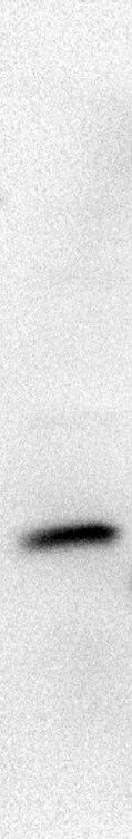 SSR2 Antibody - BSA Free NBP1-69471
