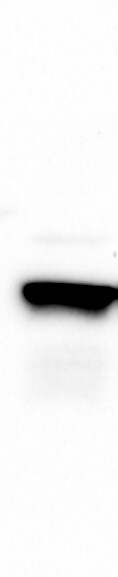 SSR3 Antibody - BSA Free NBP1-80667