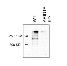 ARID1A Antibody - BSA Free NB100-55334