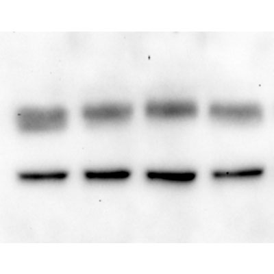 GPER/GPR30 Antibody - BSA Free NLS4271