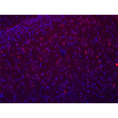 Nox4 Antibody - BSA Free NB110-58849