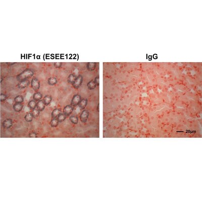 HIF-1 alpha Antibody (ESEE122) - BSA Free NB100-131