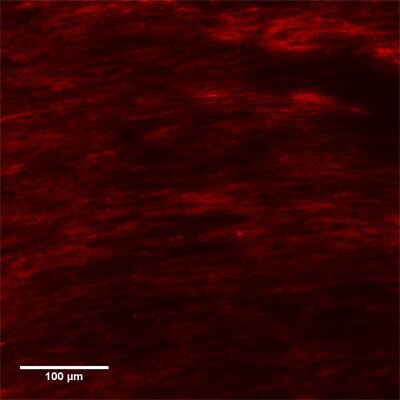 Collagen I Antibody - BSA Free NB600-408
