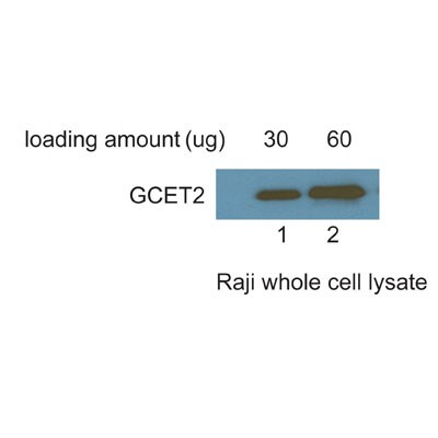 GCET2 Antibody - BSA Free NBP1-82693