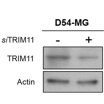 Trim11 Antibody NB100-1214