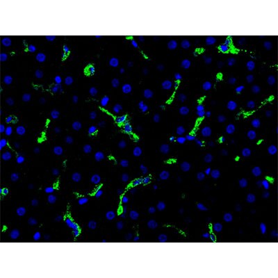 CD163 Antibody (K20-T) NBP1-30148