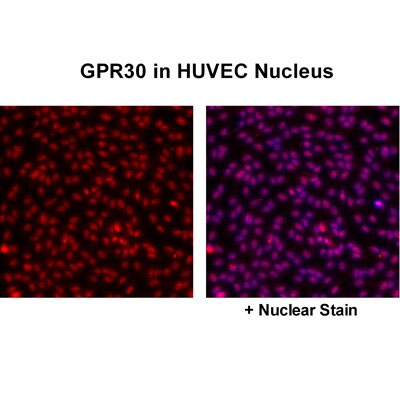 GPER/GPR30 Antibody - BSA Free NBP1-31239