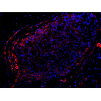 CD11b Antibody - BSA Free NB110-89474