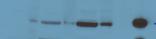 6 Phosphofructo 2 Kinase Antibody (3F3) - Azide and BSA Free H00005209-M08