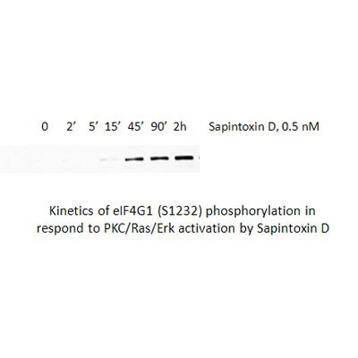 eIF4G1 [p Ser1231] Antibody - BSA Free NBP1-04965