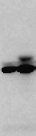 RUNX1/CBFA2 Antibody - BSA Free NBP1-89105