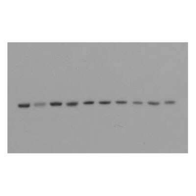 SOD2/Mn-SOD Antibody - BSA Free NBP2-20535