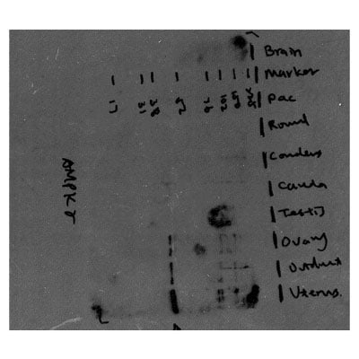 AMPK gamma 1 Antibody - BSA Free NBP1-50668