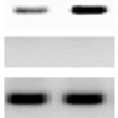 HIF-2 alpha/EPAS1 Antibody - BSA Free NB100-122