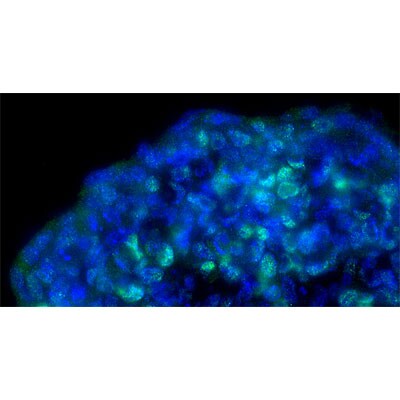 HIF-2 alpha/EPAS1 Antibody - BSA Free NB100-122
