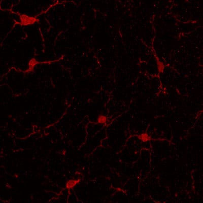 AIF-1/Iba1 Antibody NB100-1028