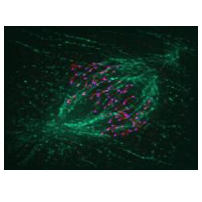 NDC80 Antibody (9G3.23) - Azide and BSA Free NB100-338