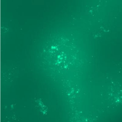 STAG2 Antibody (3C6) - Azide and BSA Free H00010735-M01