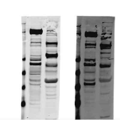 PGC1 alpha Antibody - BSA Free NBP1-04676