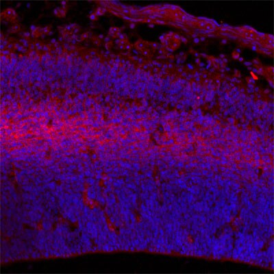 Plexin A4 Antibody - BSA Free NBP1-85128