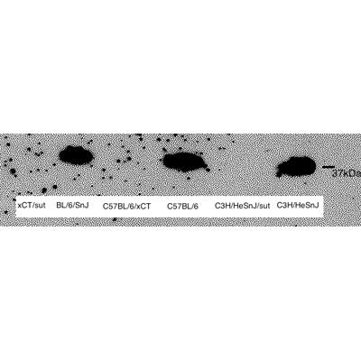 xCT Antibody - BSA Free NB300-318