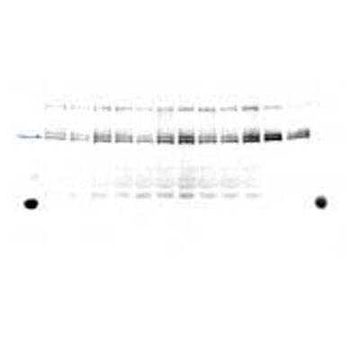 HIF-1 alpha Antibody - BSA Free NB100-479
