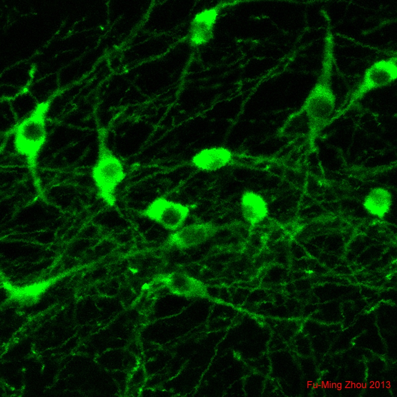 Tyrosine Hydroxylase Antibody - Azide Free NB300-109