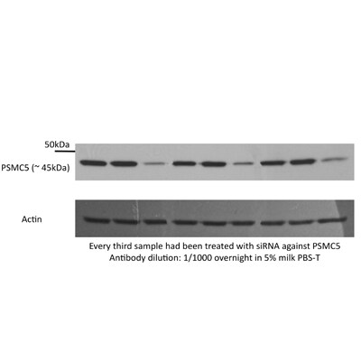 SUG1 Antibody (25D5) - Azide and BSA Free NB100-345