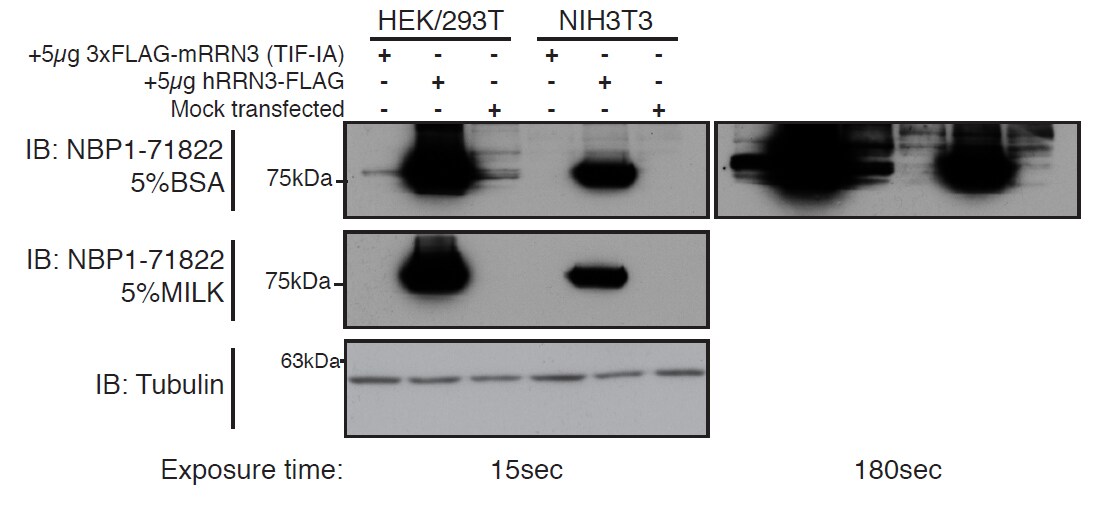 RRN3 Antibody - BSA Free NBP1-71822