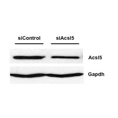 ACSL5 Antibody - BSA Free NBP1-59645