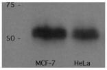 p53 Antibody (PAb 240) - BSA Free NB200-103