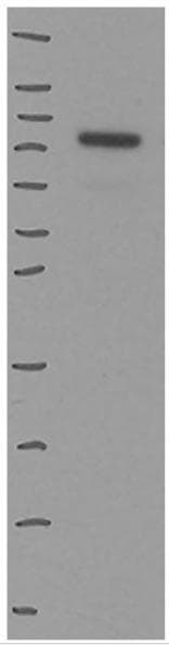 Sodium Potassium ATPase Alpha 1 Antibody (464.6) - BSA Free NB300-146