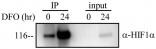 HIF-1 alpha Antibody NB100-449