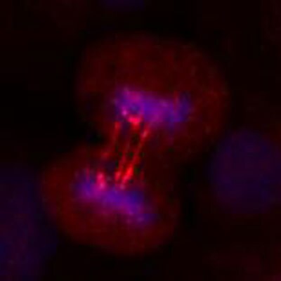 ERCC6L Antibody - Azide and BSA Free H00054821-D01P