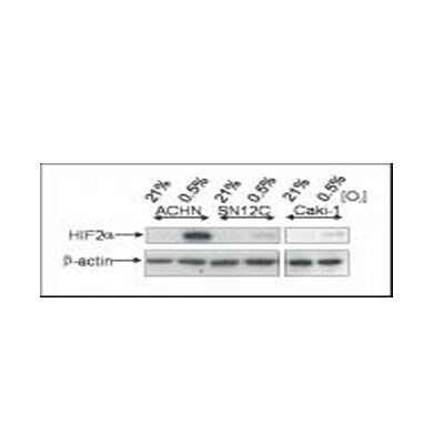 HIF-2 alpha/EPAS1 Antibody - BSA Free NB100-122