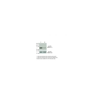 Protein Disulfide Isomerase/P4HB Antibody (RL90) NB300-517