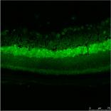 GFP Antibody - BSA Free NB600-308