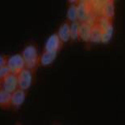 USP9x Antibody NBP1-48321