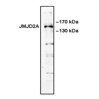 Lysine (K)-specific Demethylase 4A/KDM4A/JMJD2A Antibody NB110-40585