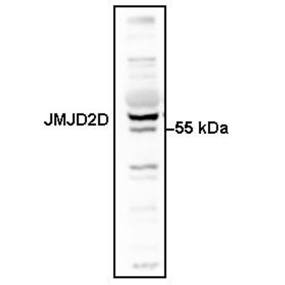 JMJD2D Antibody - BSA Free NBP1-03357