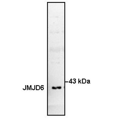 JMJD6/PSR Antibody NBP1-71693