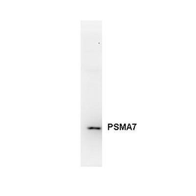 PSMA7 Antibody (1A10-3G12) - Azide and BSA Free H00005688-M01