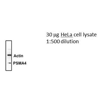 PSMA4 Antibody (2A10-E4) - Azide and BSA Free H00005685-M01