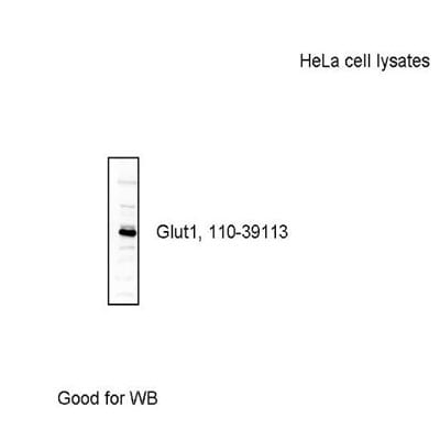 Glut1 Antibody - BSA Free NB110-39113